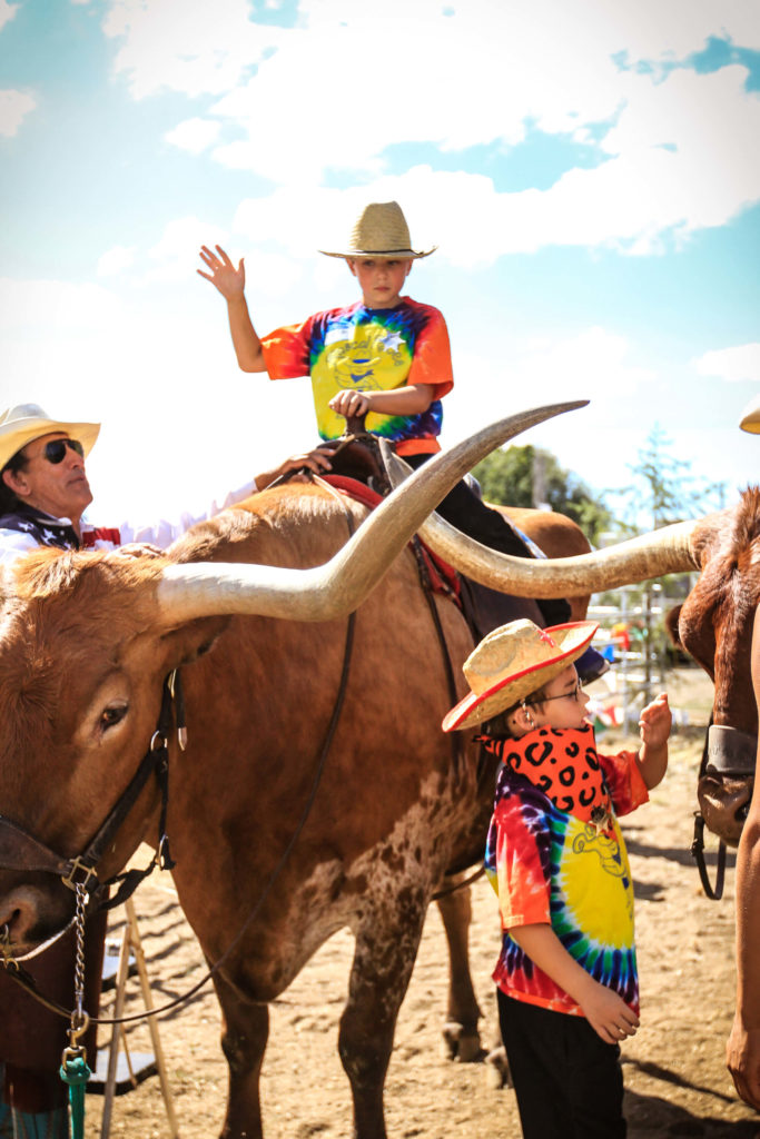 abilities on a steer with large horns